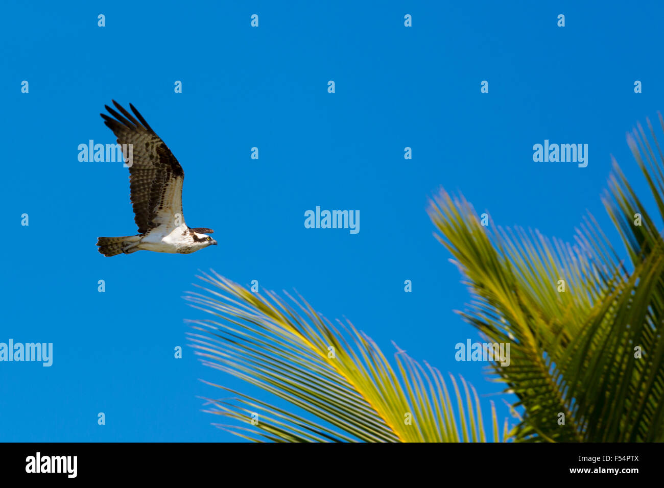 Osprey, Pandion haliaetus, in volo ,con ali distese in wingbeat, volare e volare su Captiva Island, Florida USA Foto Stock