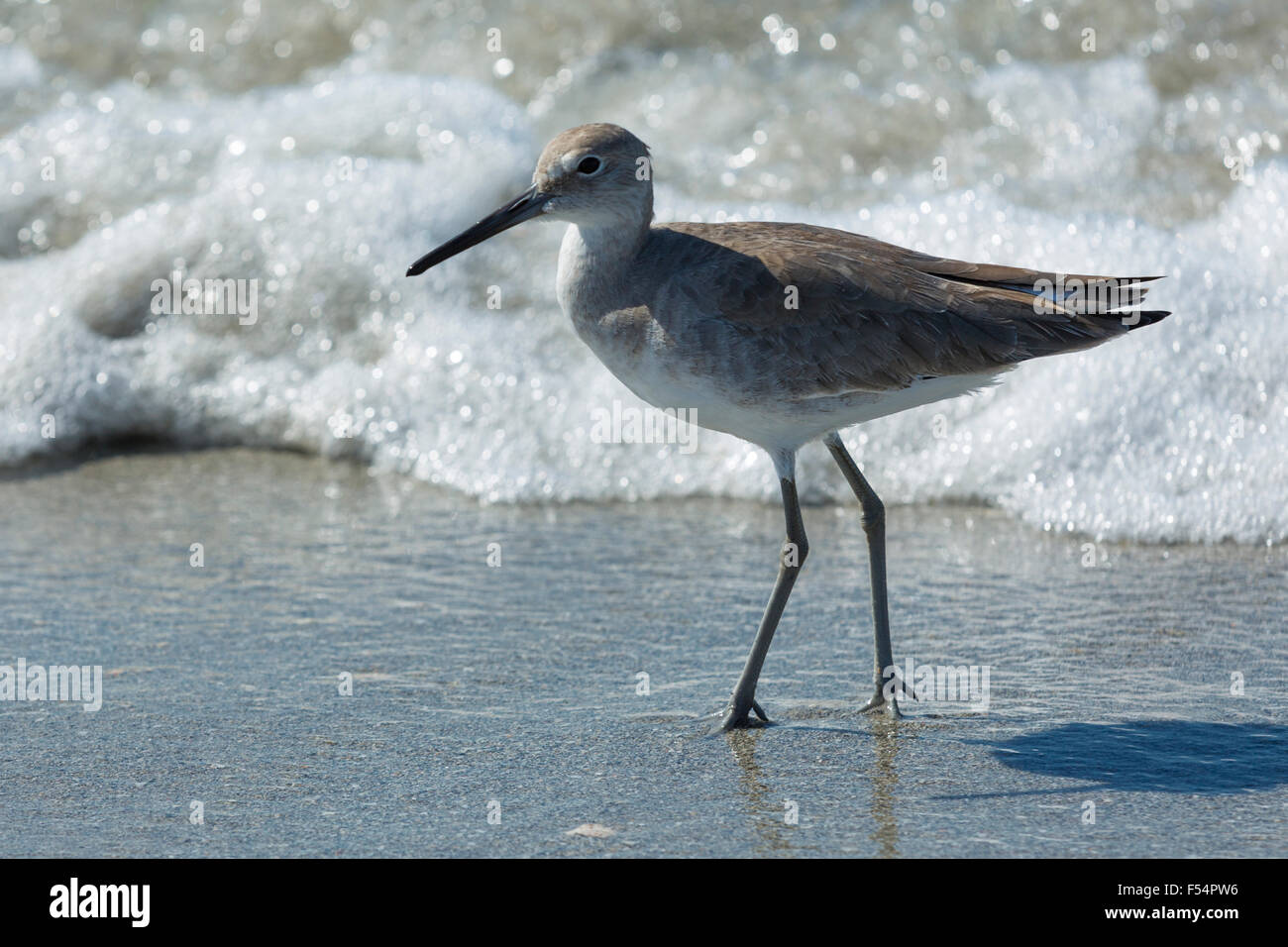 Willet, Tringa semipalmata, uno degli uccelli limicoli, wading sulla spiaggia litorale a Captiva Island, Florida USA Foto Stock