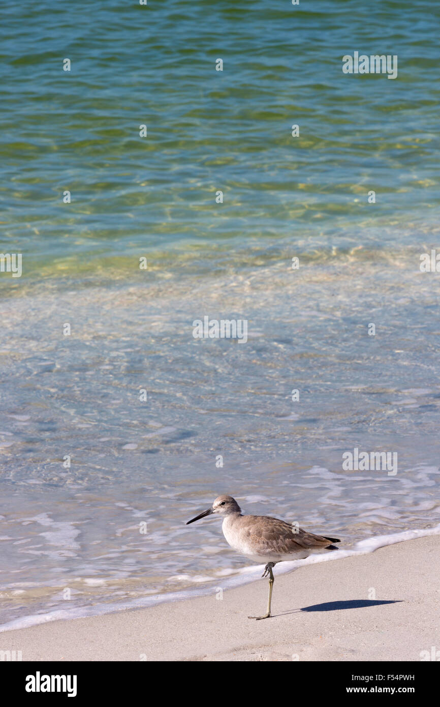Willet, Tringa semipalmata, uno degli uccelli costieri, in piedi su una gamba sola sulla spiaggia litorale a Captiva Island, Florida USA Foto Stock
