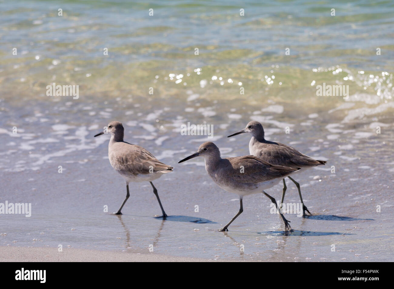 Gruppo di Willet, Tringa semipalmata, uccelli costieri, wading sulla spiaggia litorale a Captiva Island, Florida USA Foto Stock