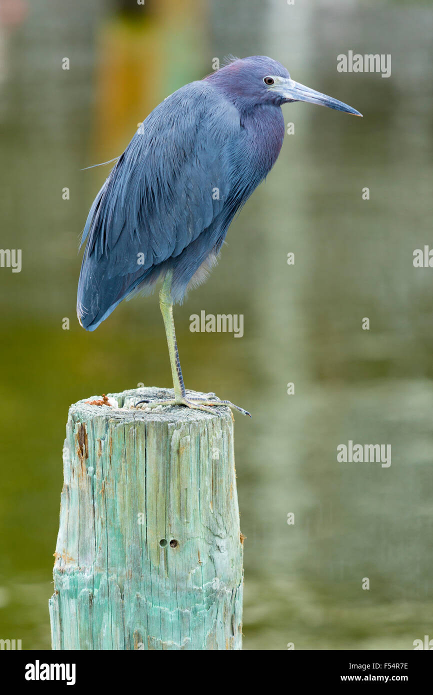 Piccolo airone cenerino, Egretta caerulea, trampolieri in piedi su un piede su un palo a Captiva Island, Florida, Stati Uniti d'America Foto Stock