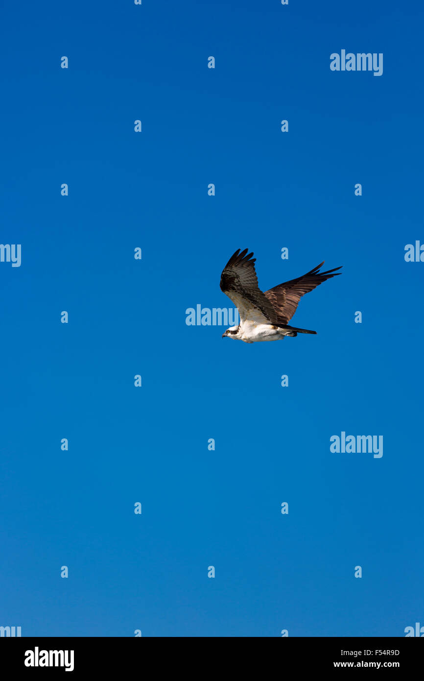 Osprey, Pandion haliaetus, in volo ,con ali distese in wingbeat, volare e volare su Captiva Island, Florida USA Foto Stock