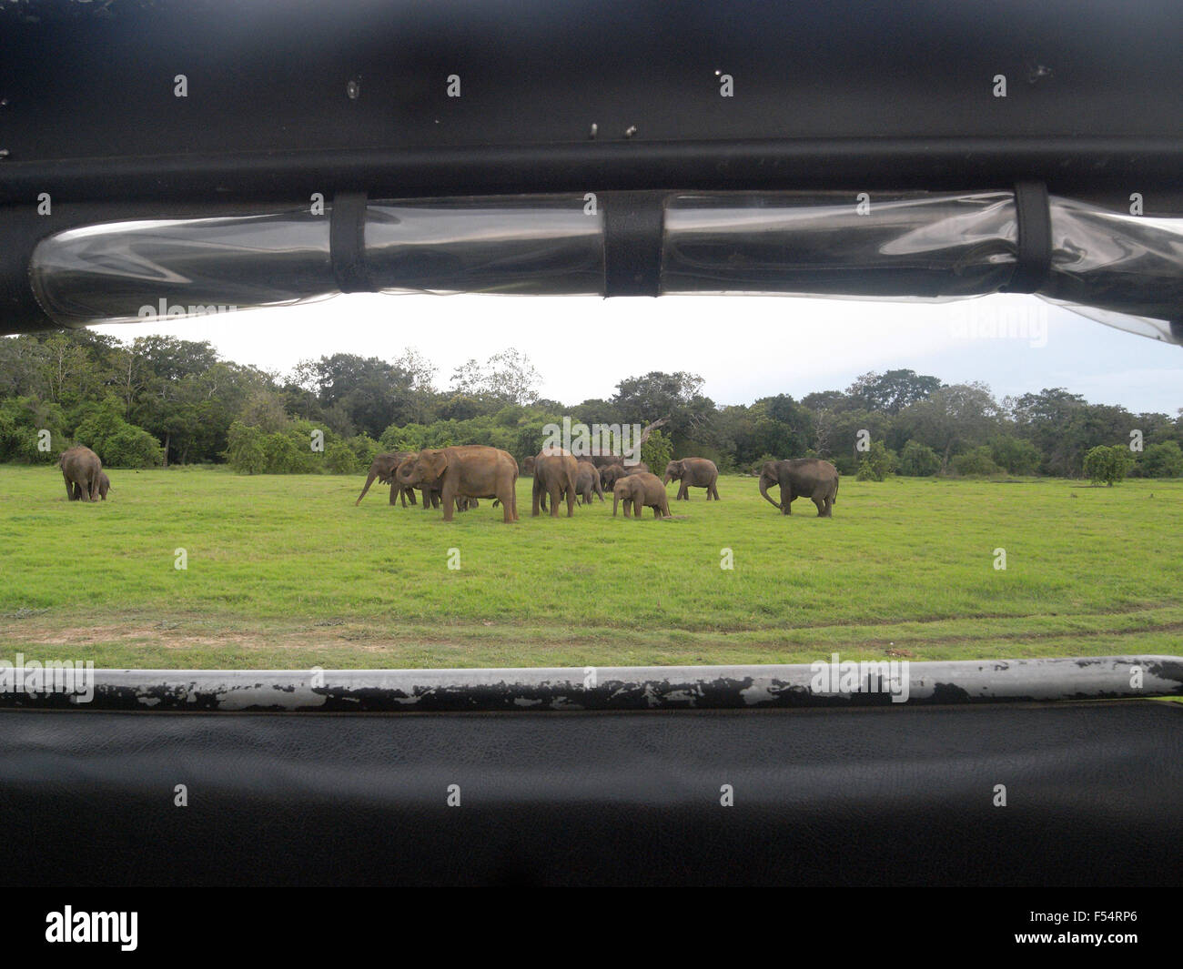 Allevamenti di elefante Visto fuori il lato della jeep safari, Minneriya National Park, Sri Lanka Foto Stock