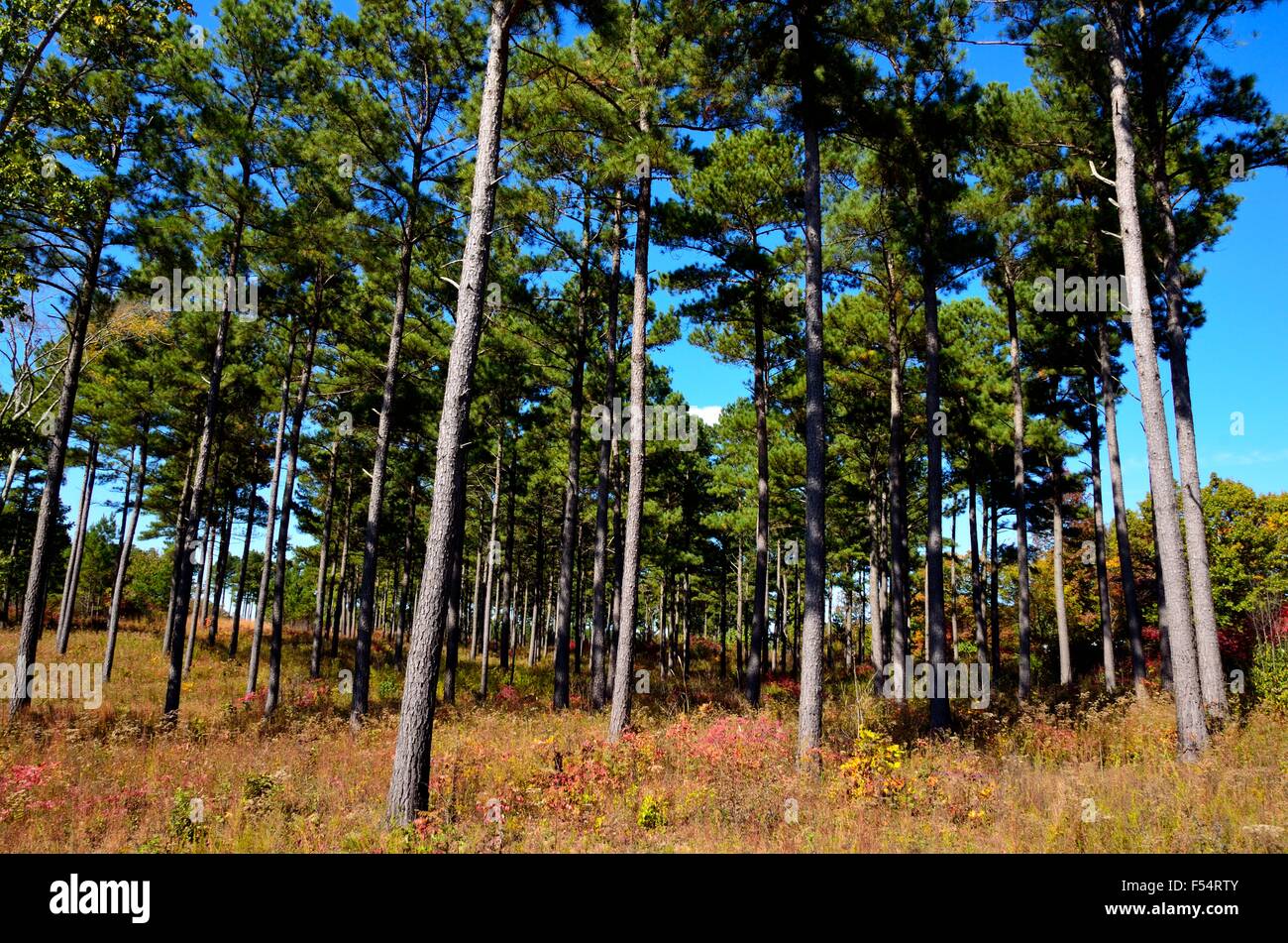 Stand di pini con colorati fogliame di autunno Foto Stock