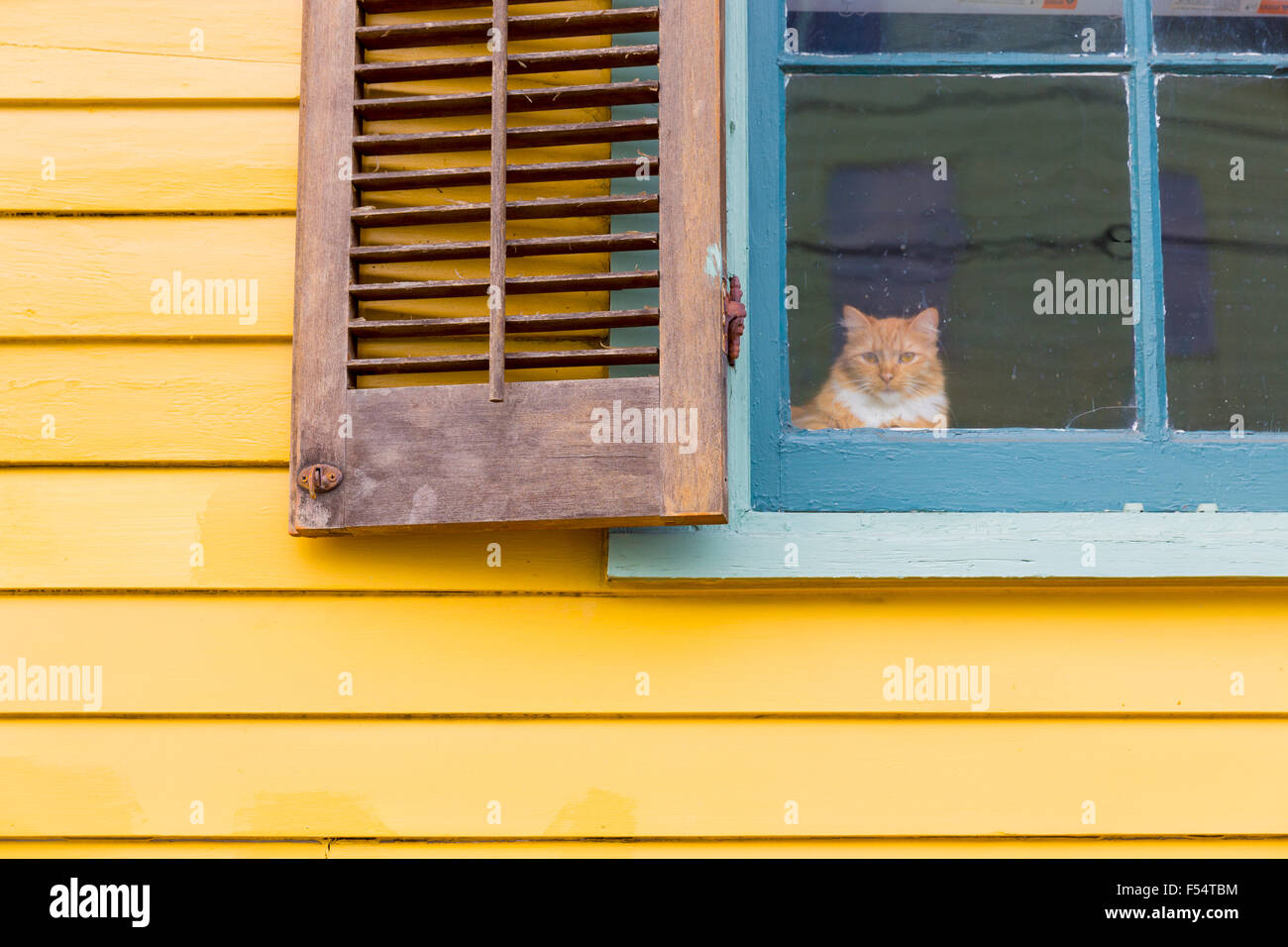 Cat in corrispondenza della finestra di clapboard cottage creolo home in Faubourg Marigny distretto storico di New Orleans, STATI UNITI D'AMERICA Foto Stock