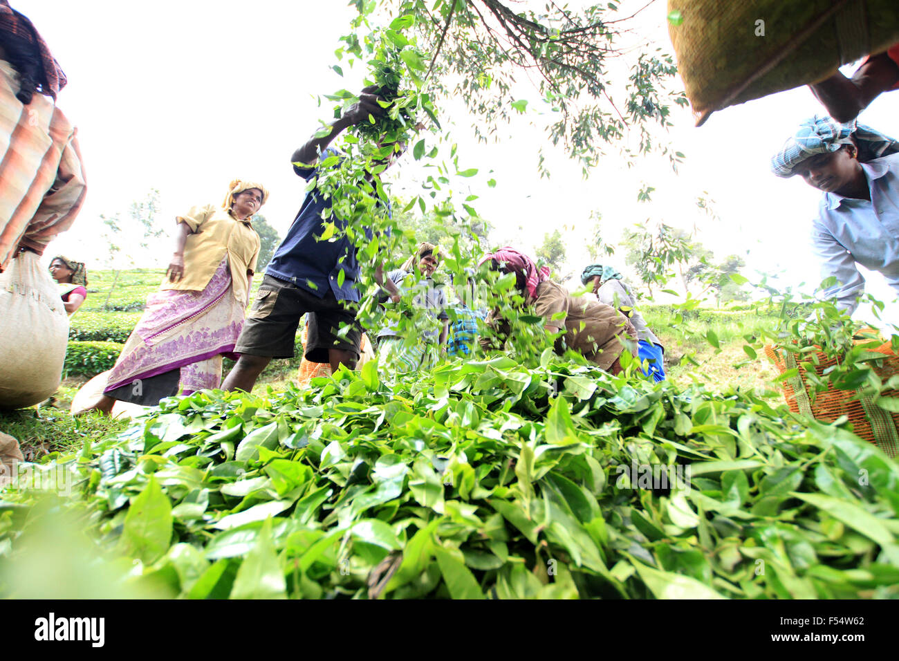 Lavoratori mescolando le foglie di tè Foto Stock