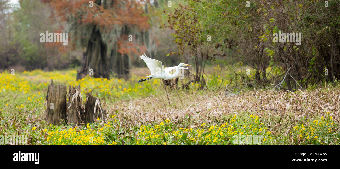 Airone bianco maggiore uccello proteso - apertura alare - soaring in volo su ottobre margherite nella palude Atchafalaya, Louisiana USA Foto Stock