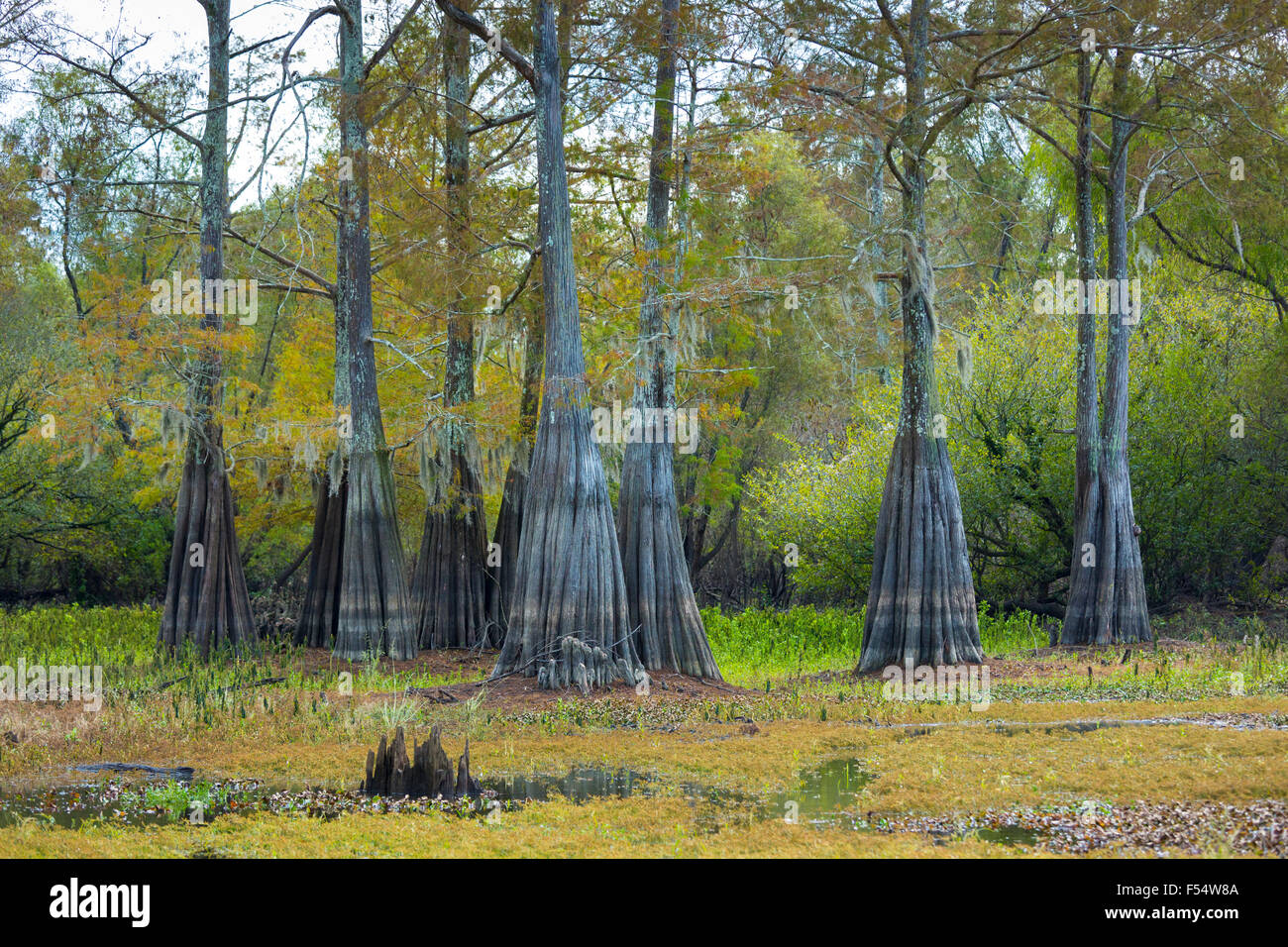 Cipresso calvo alberi di conifere decidue, Taxodium distichum, mostrando elevata i marchi di acqua nella palude Atchafalaya, Louisiana USA Foto Stock