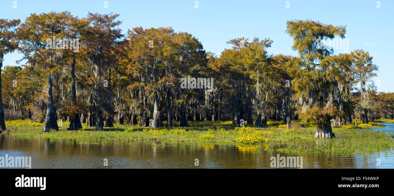 Cipresso calvo alberi di conifere decidue, Taxodium distichum, coperto di muschio Spagnolo nella palude Atchafalaya, Louisiana USA Foto Stock