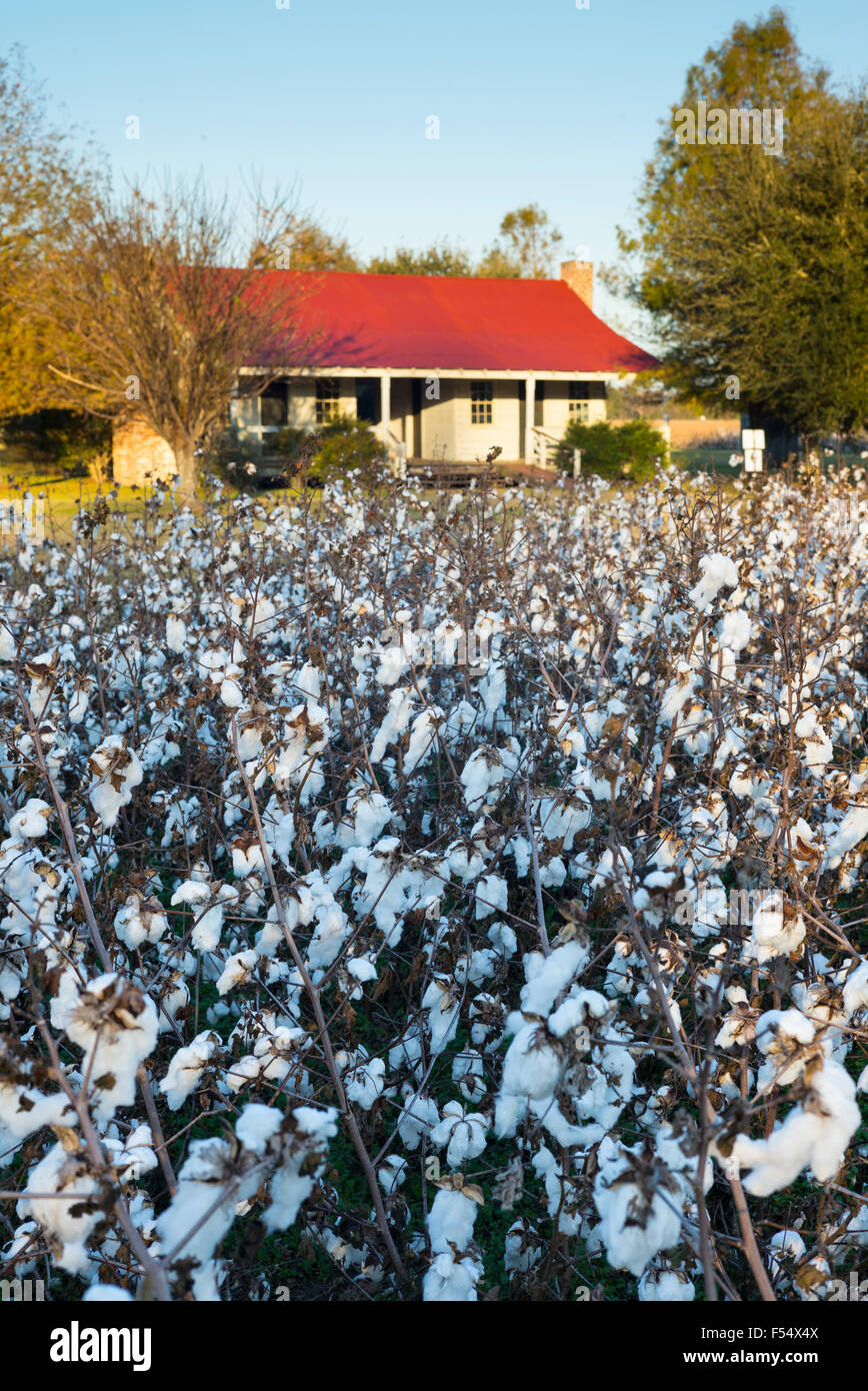 Il raccolto di cotone, Gossypium hirsutum, crescendo in piantagione a Frogmore fattoria nel profondo sud, Ferriday, Louisiana, Stati Uniti d'America Foto Stock