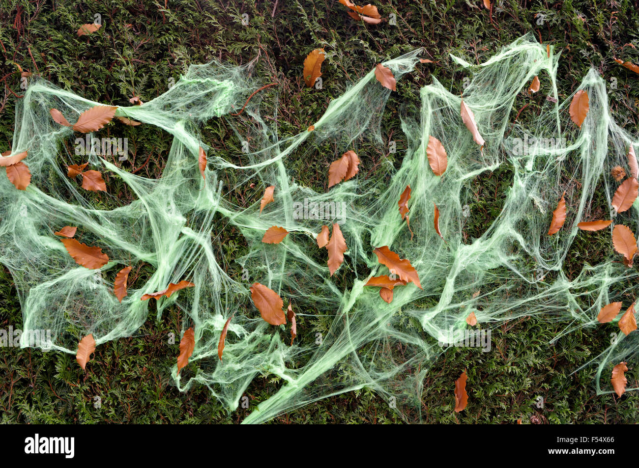 Green Halloween ragnatele e foglie di autunno su di una siepe Foto Stock