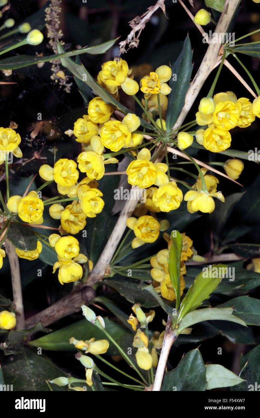 Close-up di fiori Barberrie- Berberis pruinosa- Famiglia Berberidaceae Foto Stock