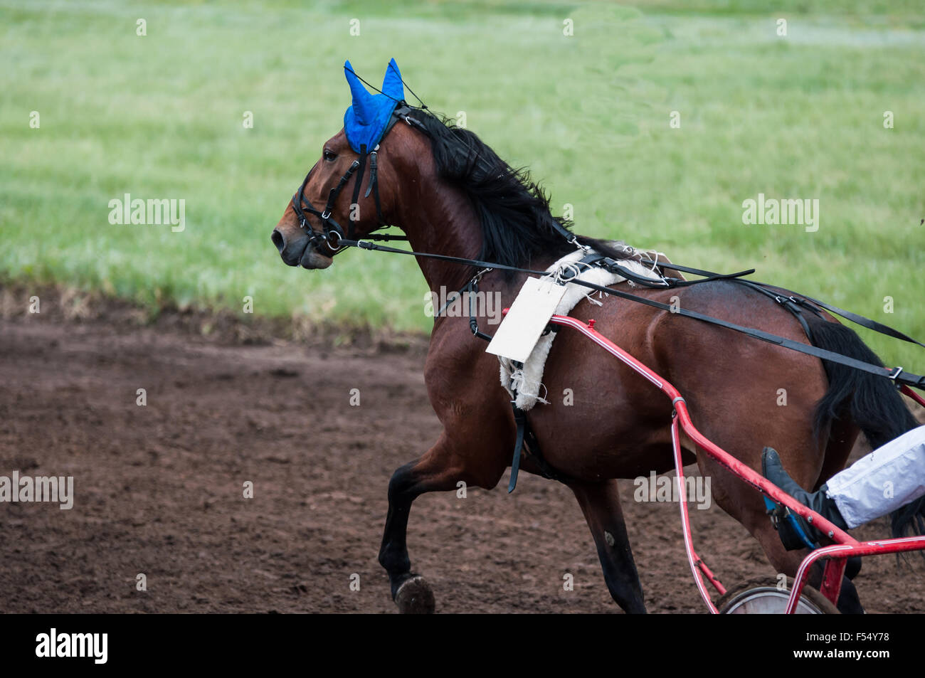 Horse Racing è un tipo di test cavalli sulla giocosità (velocità), con la quale si conclude sulla idoneità per ulteriore allevamento (utilizzare th Foto Stock