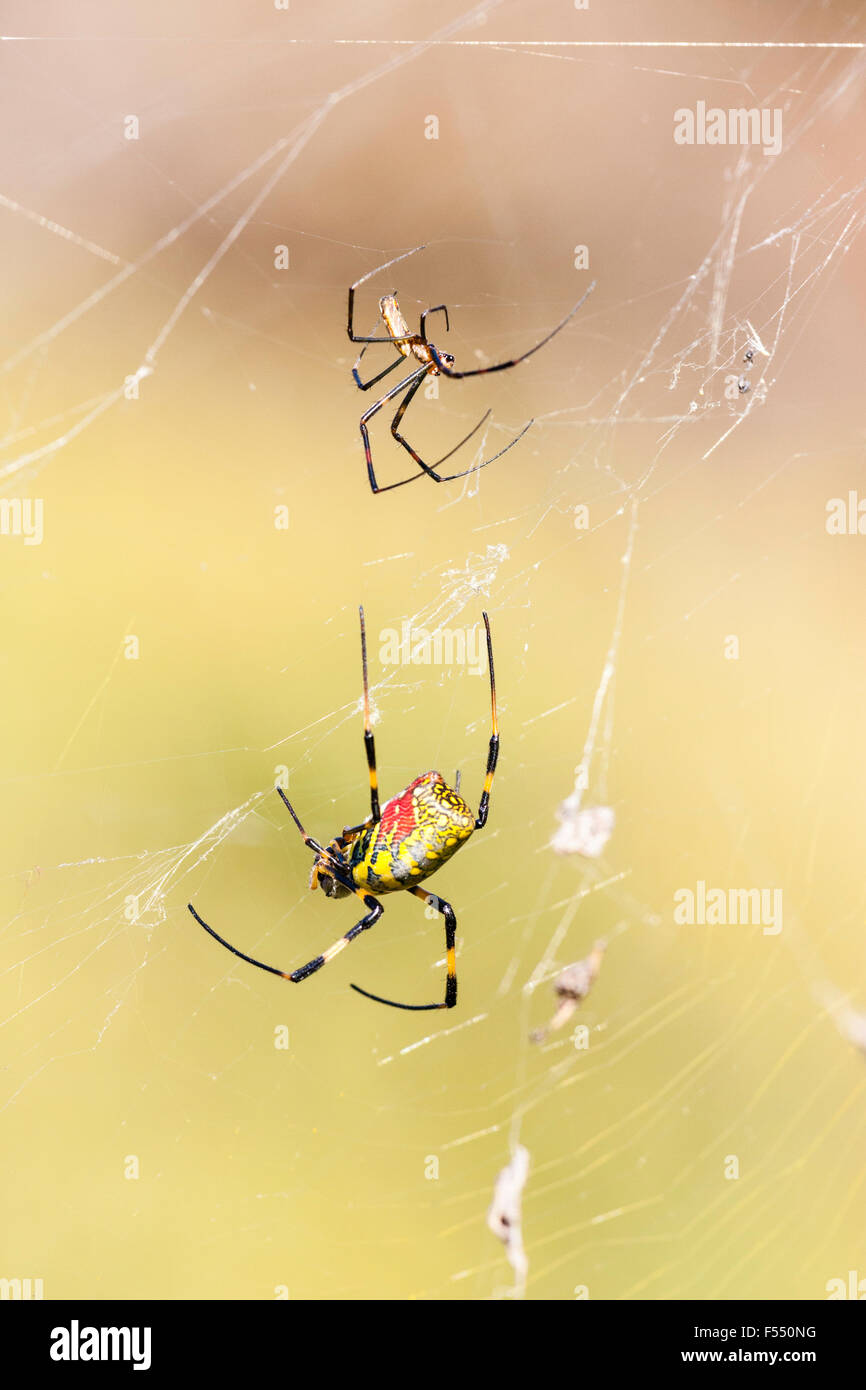 Il Giappone. Giallo & ragno rosso. Tetragnathidae, Nephila clavata, Joro spider, Golden orb-web spider gruppo, femmine seduta nel web con piccoli mate. Foto Stock