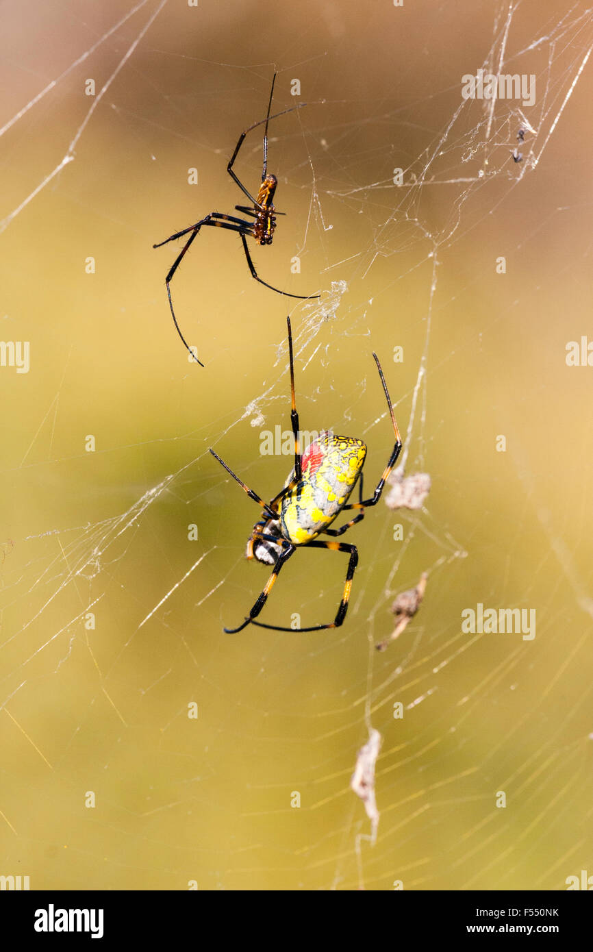 Il Giappone. Giallo & ragno rosso. Tetragnathidae, Nephila clavata, Joro spider, Golden orb-web spider gruppo, femmine seduta nel web con piccoli mate. Foto Stock