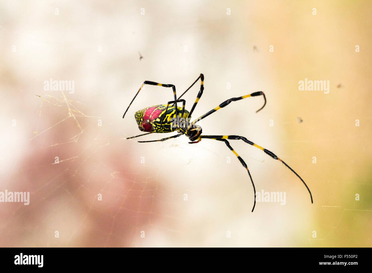 Giappone. Grande giallo & ragno rosso. Tetragnathidae, Nephila clavata, Joro spider dal Golden orb-web spider gruppo. Close up, femmina, in piedi nel web. Foto Stock