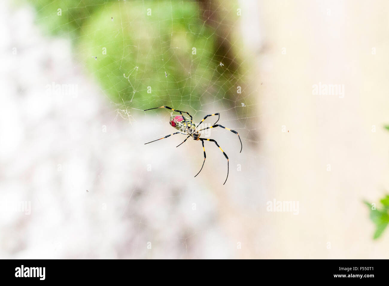 Giappone. Grande giallo & ragno rosso. Tetragnathidae, Nephila clavata, Joro spider dal Golden orb-web spider gruppo. Close up, femmina, in piedi nel web. Foto Stock