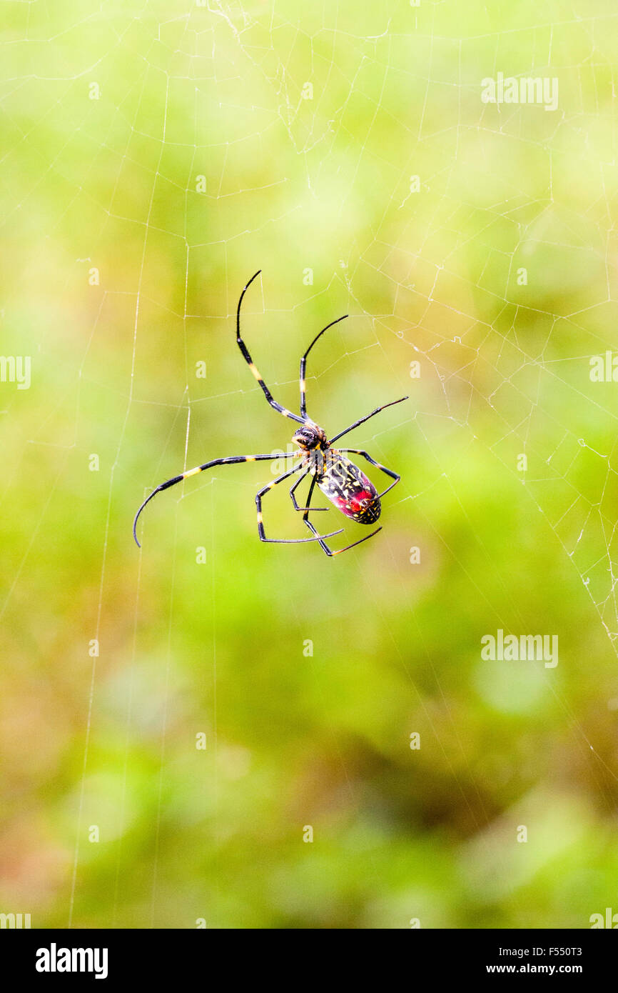 Giappone. Grande giallo & ragno rosso. Tetragnathidae, Nephila clavata, Joro spider dal Golden orb-web spider gruppo. Close up, femmina, in piedi nel web. Foto Stock