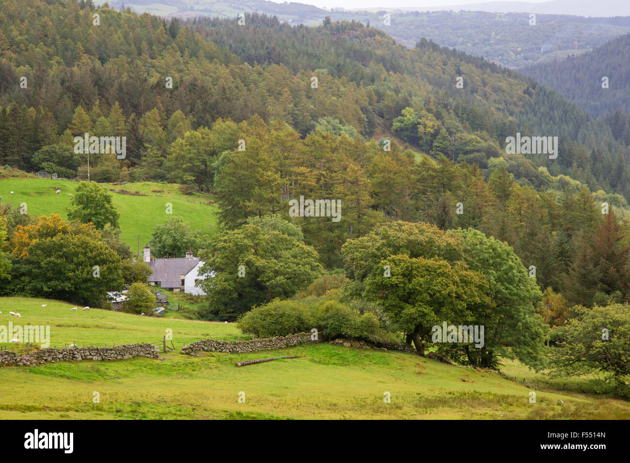 Inizio autunno su Betws y coed Foresta, Parco Nazionale di Snowdonia, Galles del Nord, Regno Unito Foto Stock