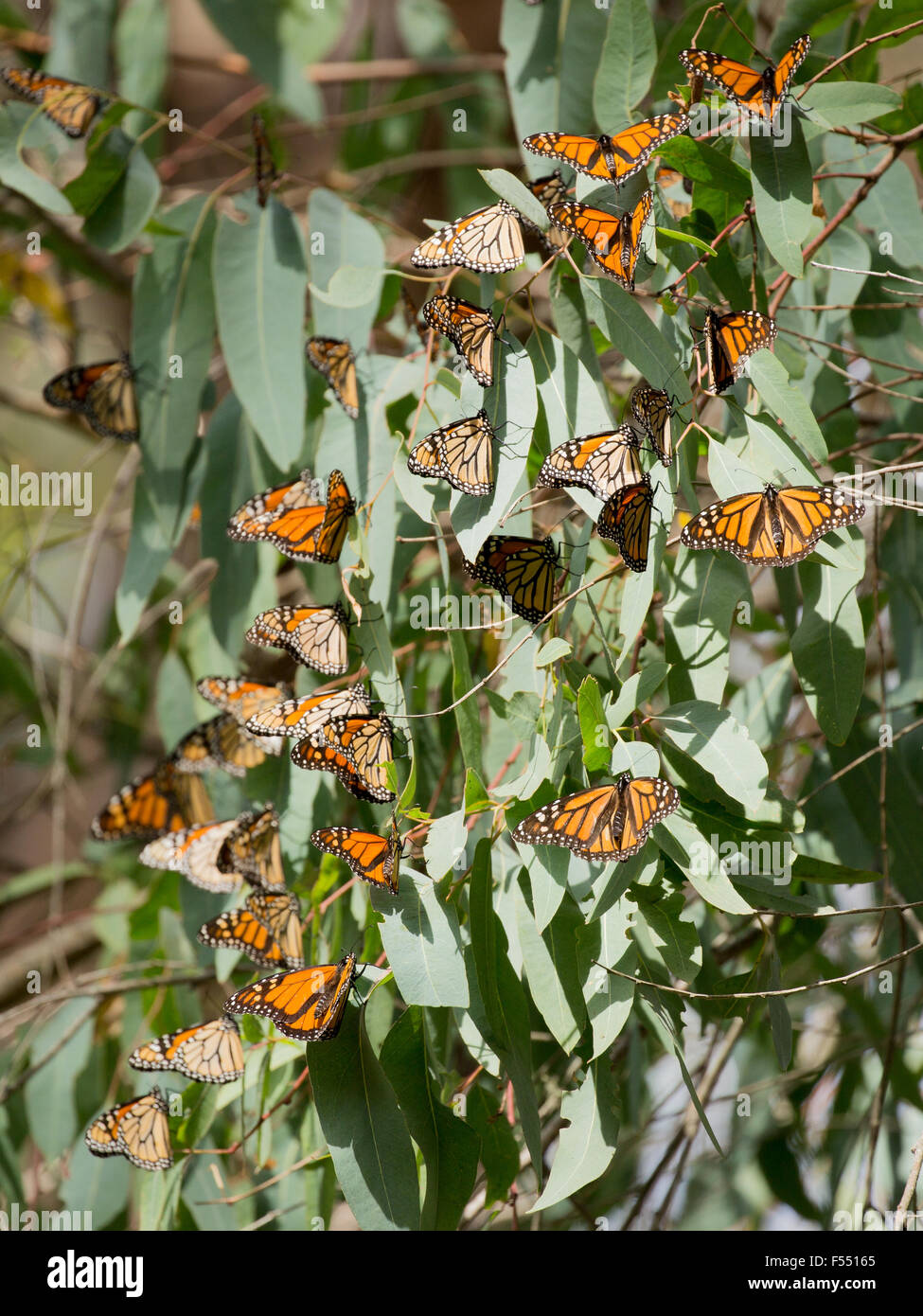 Farfalle monarca (Danaus plexippus) Foto Stock
