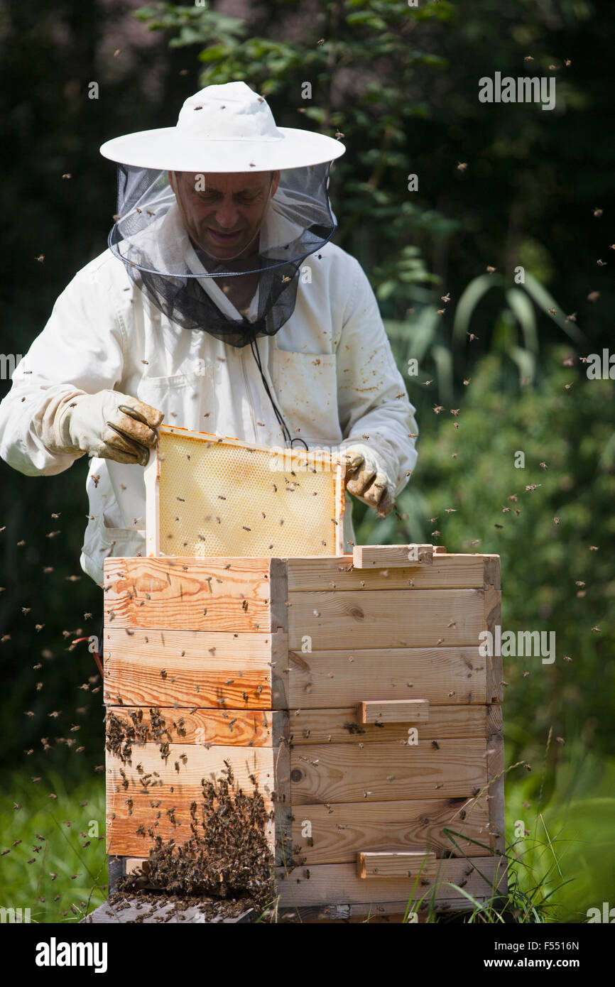 Apicoltore maschio esaminando bee hive presso l'azienda Foto Stock