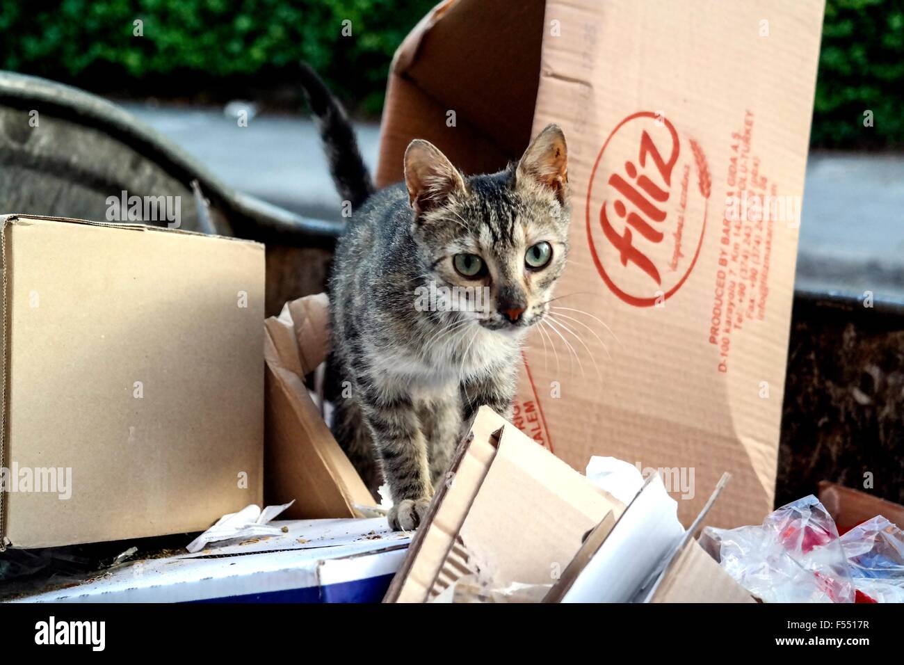 Street gatto che vivono in una casa in rovina sulla Maršala Tita Street nella città di Mostar. Foto Stock