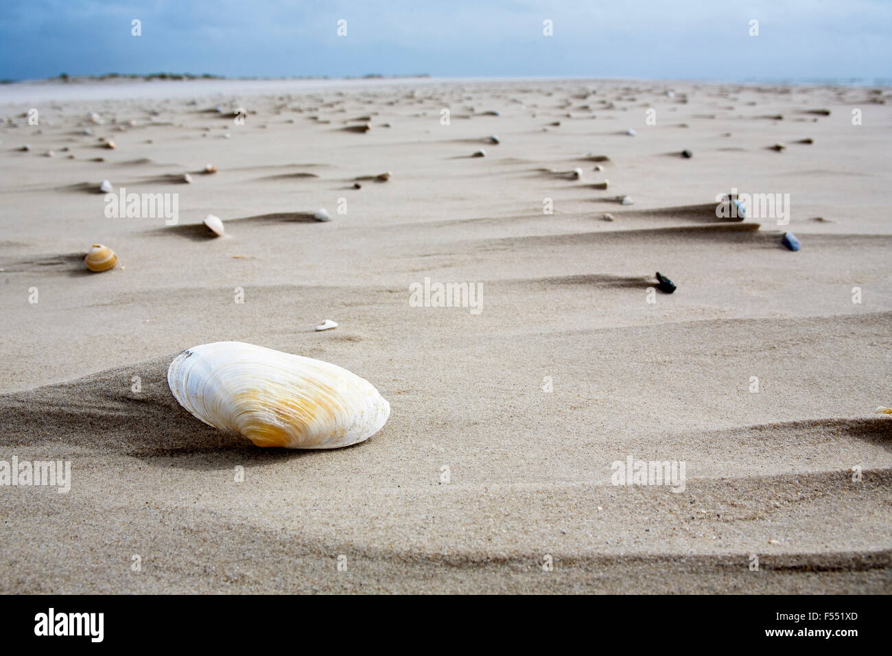 DEU, Germania, Schleswig-Holstein, Mare del Nord, Amrum island, conchiglie sulla spiaggia Kniepsand vicino a Norddorf. DEU, Deutschland, Schl Foto Stock