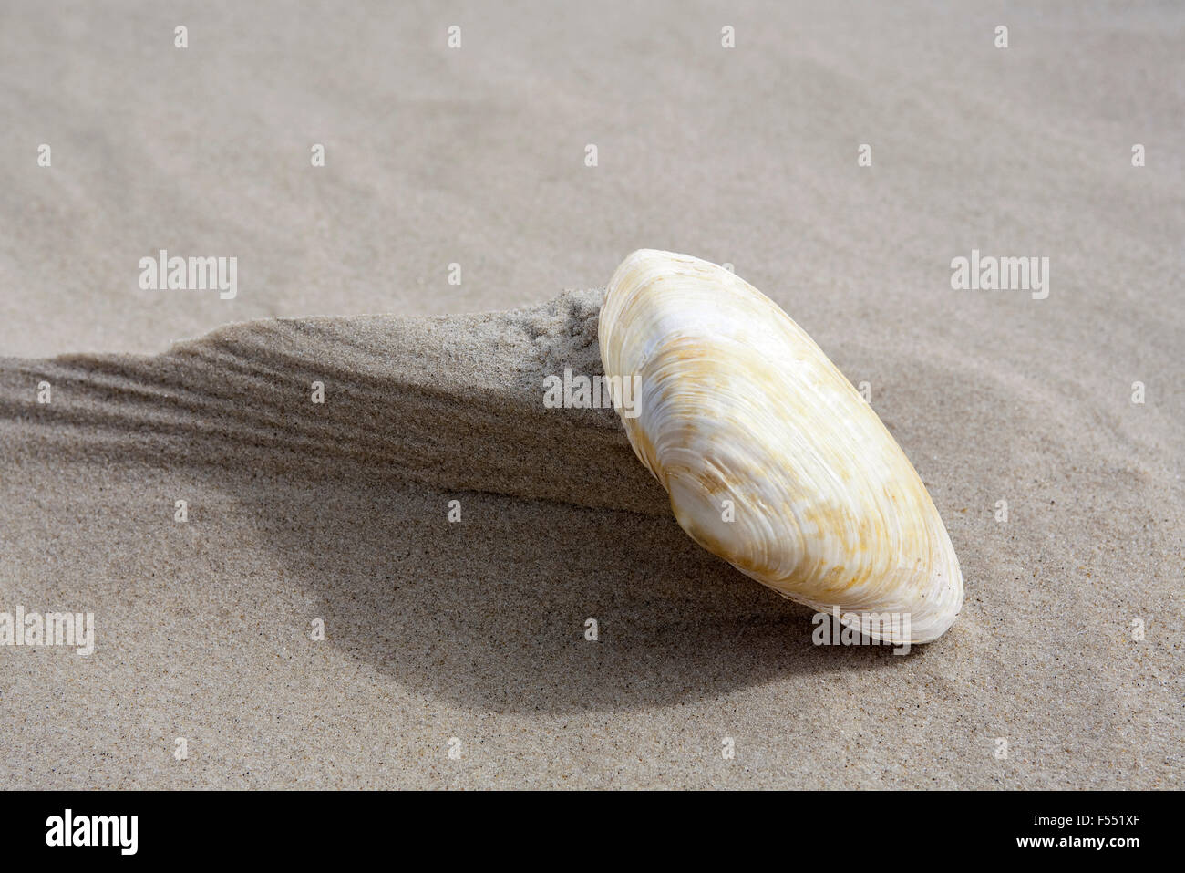 Deu, Germania, SCHLESWIG-HOLSTEIN, mare del Nord, amrum island, shell presso la spiaggia kniepsand vicino a norddorf. deu, deutschland, schle Foto Stock