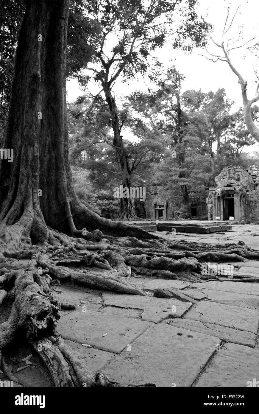 Ta Prohm tempio di Angkor, Cambogia Foto Stock