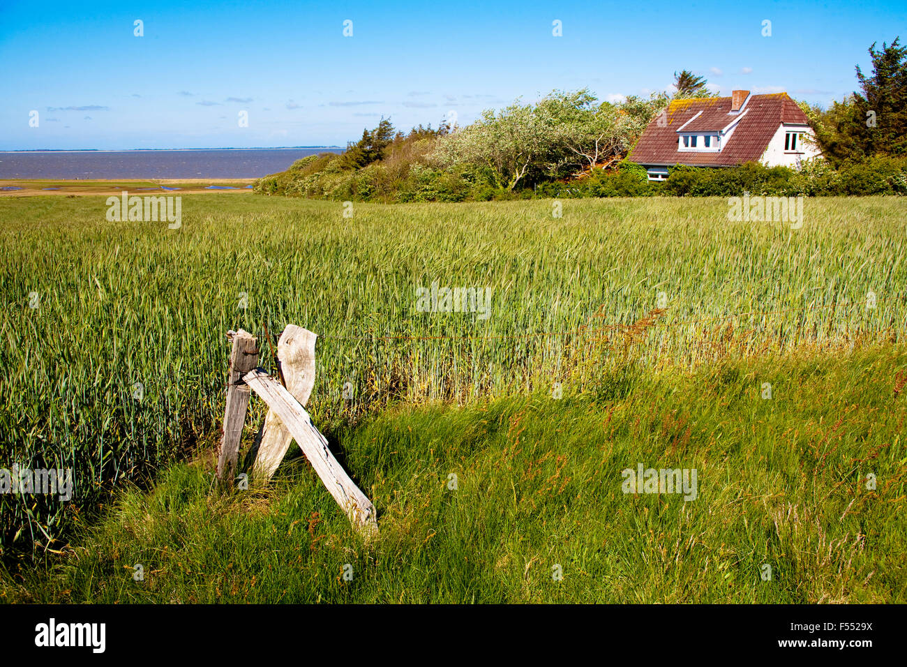 DEU, Germania, Schleswig-Holstein, Mare del Nord, Amrum island, campo vicino Steenodde, vista la costa est e sullo sfondo la ho Foto Stock