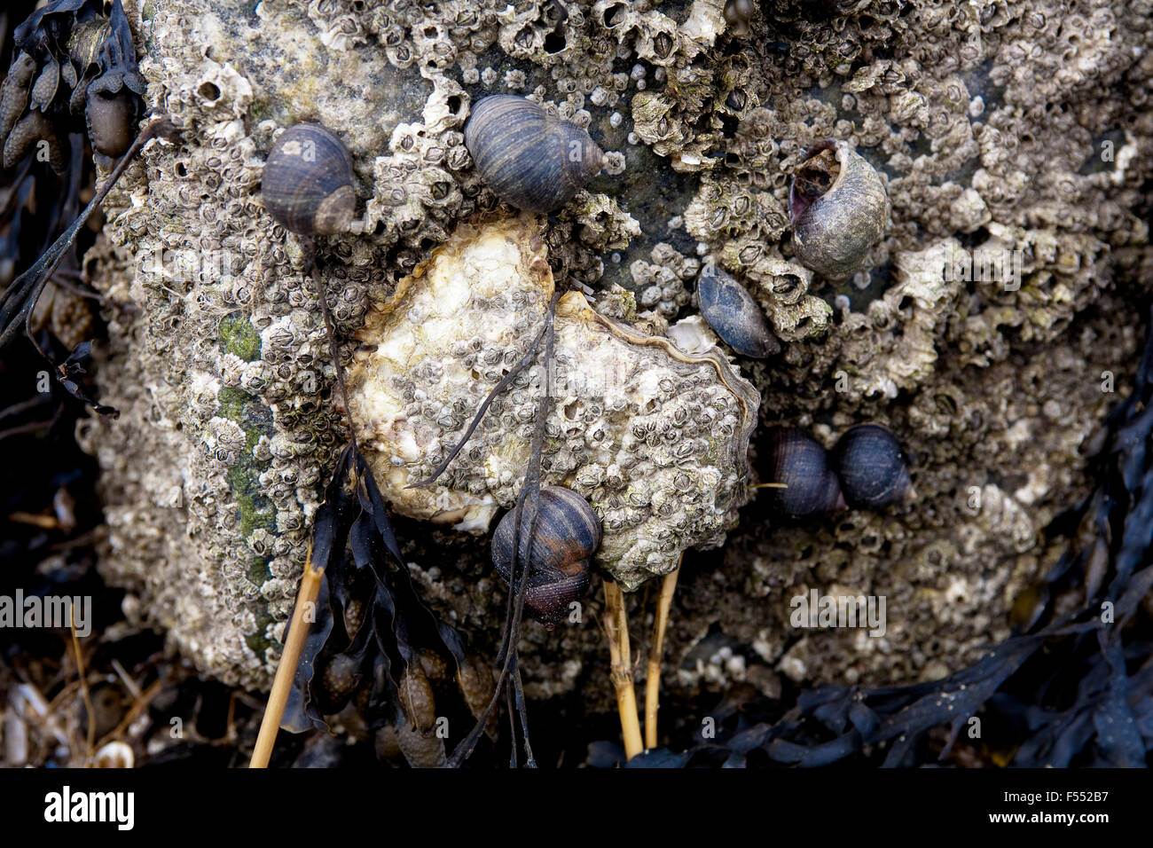 DEU, Germania, Schleswig-Holstein, Mare del Nord, Amrum island, guscio di ostrica con cirripedi presso la spiaggia. DEU, Deutschland, Schlesw Foto Stock