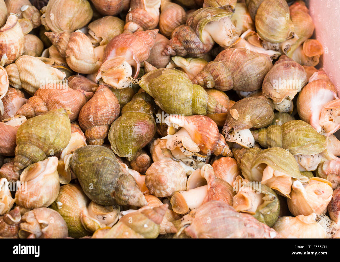 Lumache fresche in vendita. Una scatola di lumache fresche, alcuni verde con algea affollata in una scatola sono in vendita in un mercato francese Foto Stock