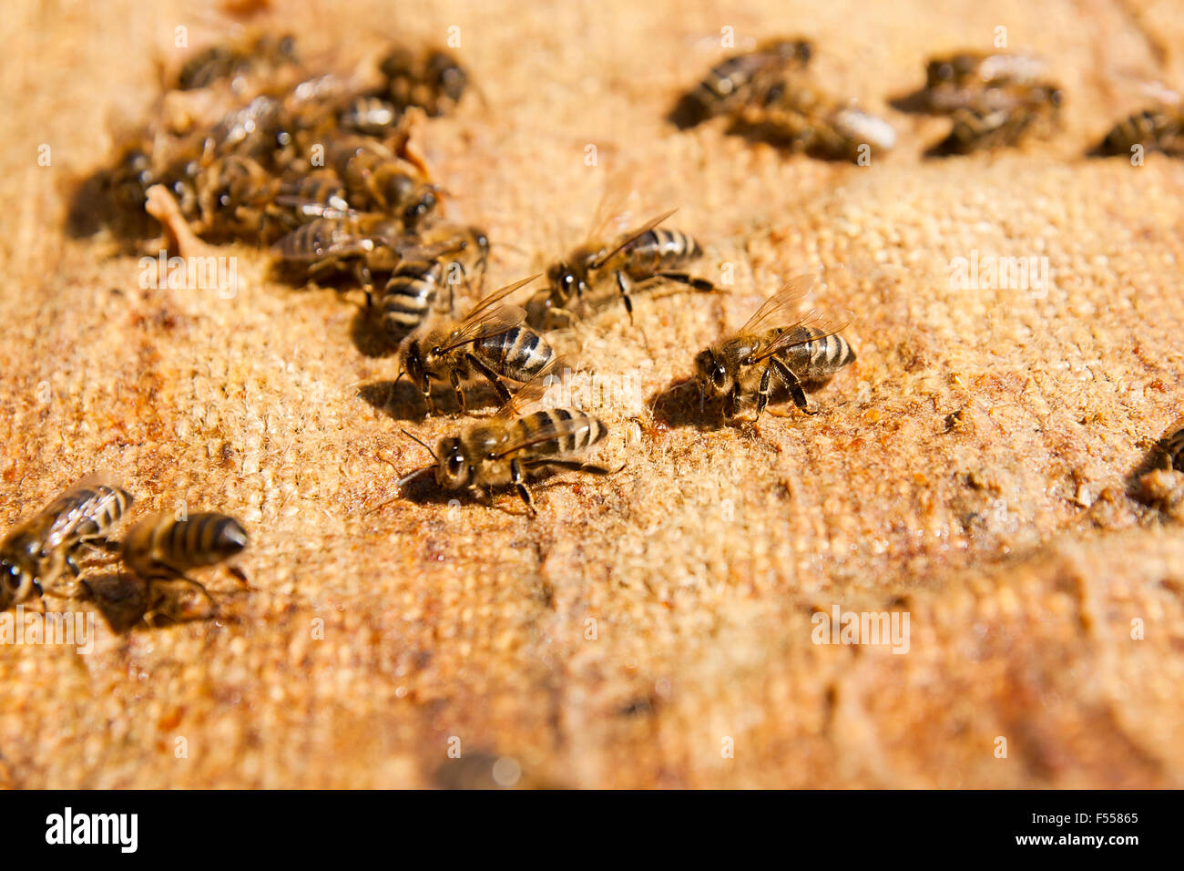 Api laboriose, vista ravvicinata della lavorazione le api. Le api da vicino che mostra alcuni animali. Foto Stock