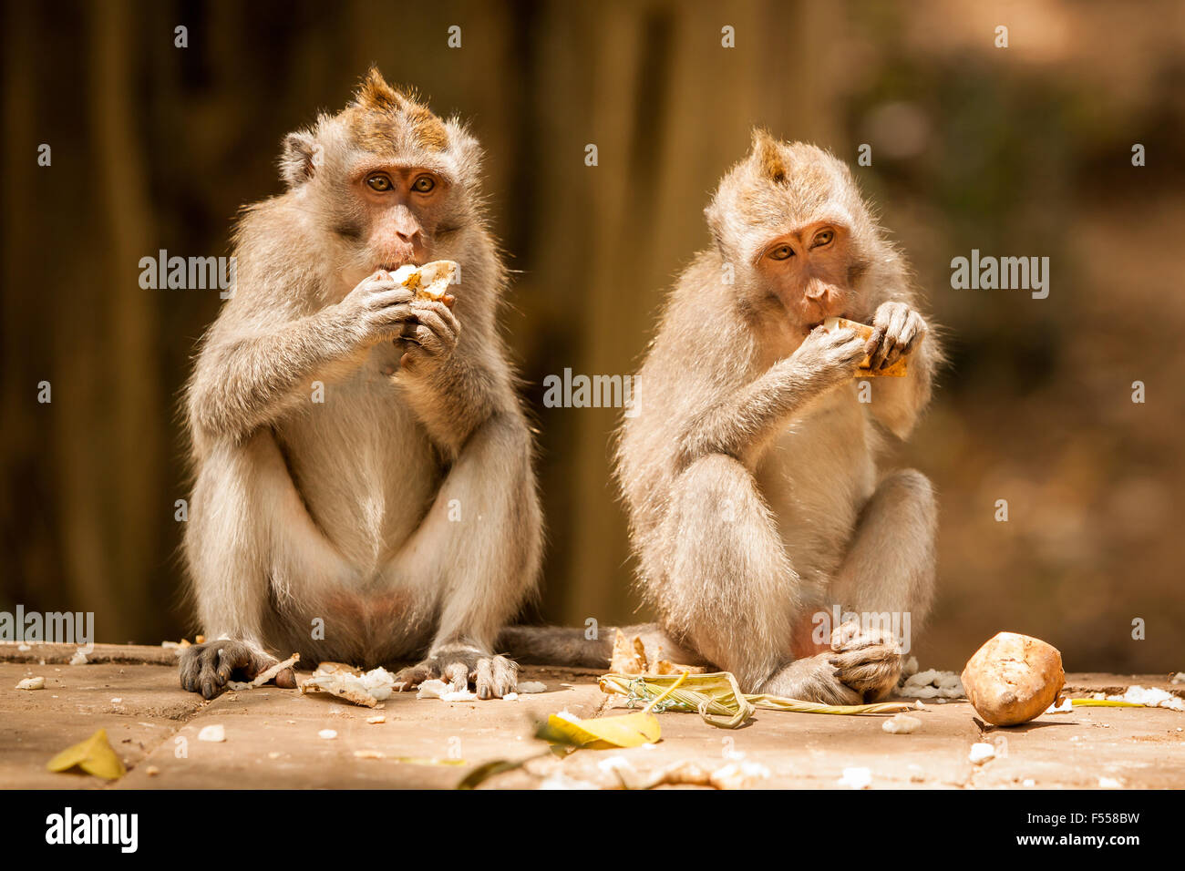 Due crab-eating macachi (Macaca fascicularis) mangiare banane nel sacro Santuario della Foresta delle Scimmie in Ubud, Bali, Indonesia. Foto Stock