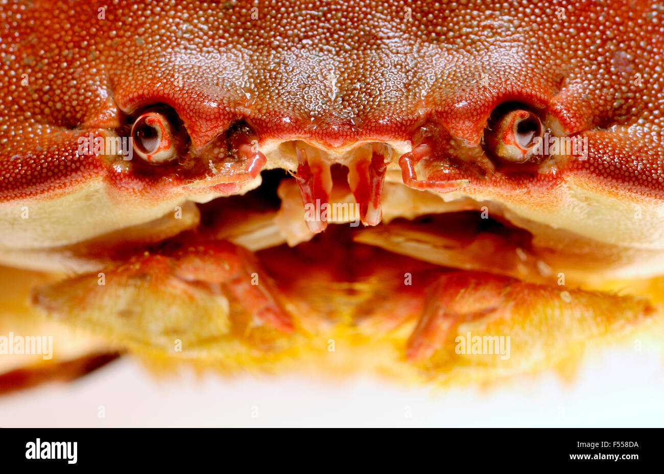 Commestibile intero / Marrone / Cromer Crab - primo piano della faccia Foto Stock