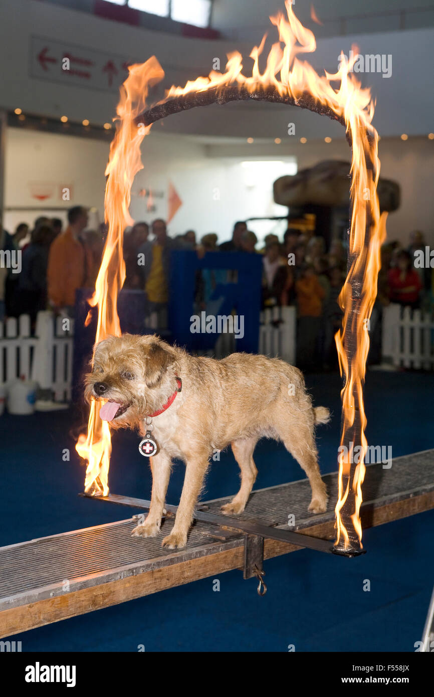 DEU, Deutschland, Renania settentrionale-Vestfalia, Ruhrgebiet, Dortmund, Messe Hund + Pferd in den Westfalenhallen, Rettungshund demonstrier Foto Stock