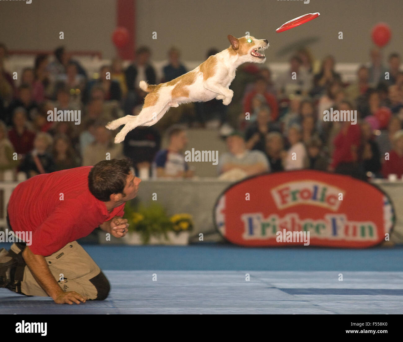 DEU, Deutschland, Renania settentrionale-Vestfalia, Ruhrgebiet, Dortmund, Messe Hund + Pferd in den Westfalenhallen, Russel Terrier springt n Foto Stock