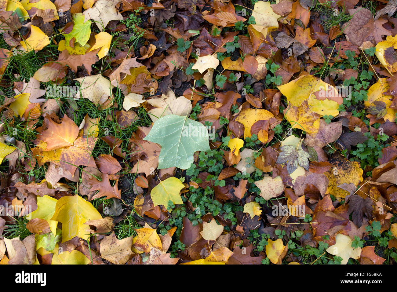 DEU, Deutschland, Renania settentrionale-Vestfalia, Herbst im Wald am Ruhrhoehenweg im Ardeygebirge bei Wetter an der Ruhr, Herbstlaub. Foto Stock