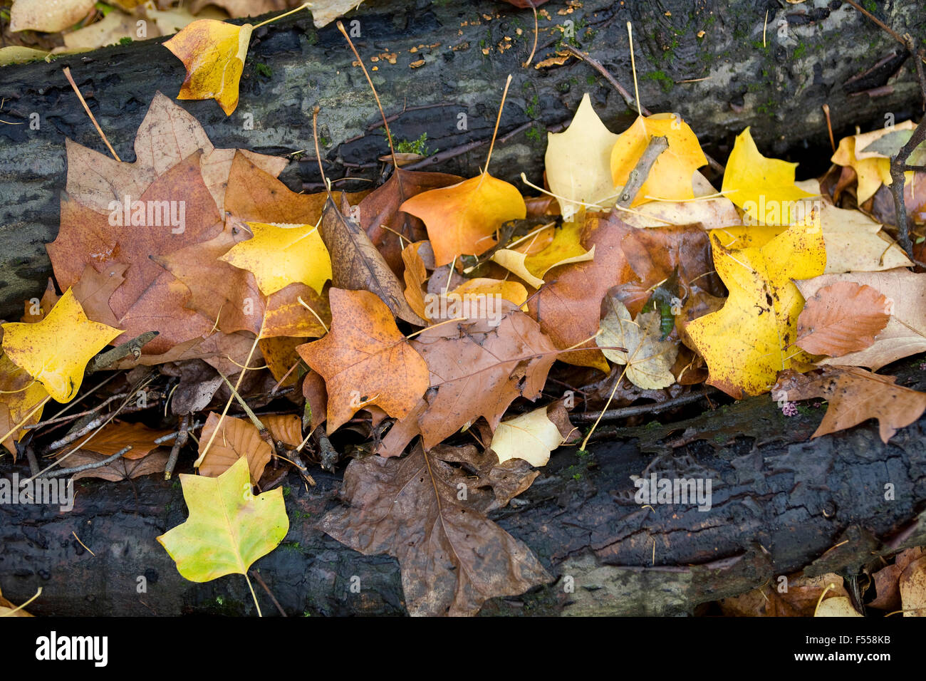 DEU, Deutschland, Renania settentrionale-Vestfalia, Herbst im Wald am Ruhrhoehenweg im Ardeygebirge bei Wetter an der Ruhr, Herbstlaub und per Foto Stock