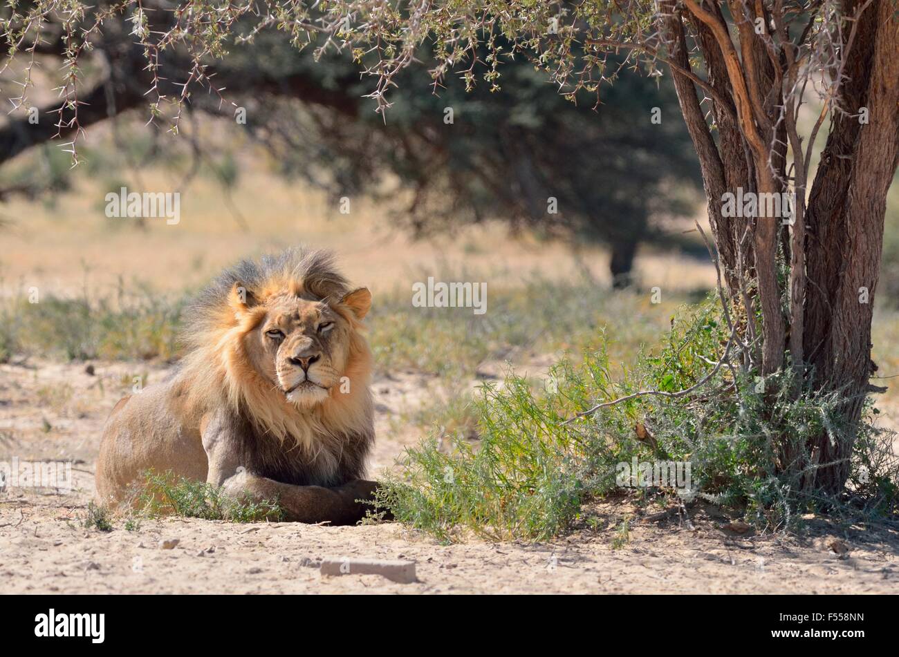 Lion (Panthera leo), sdraiato, Kgalagadi Parco transfrontaliero, Northern Cape, Sud Africa e Africa Foto Stock