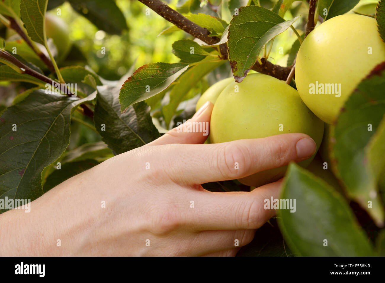 Donna raccolta un mature mela verde dal ramo in un frutteto Foto Stock