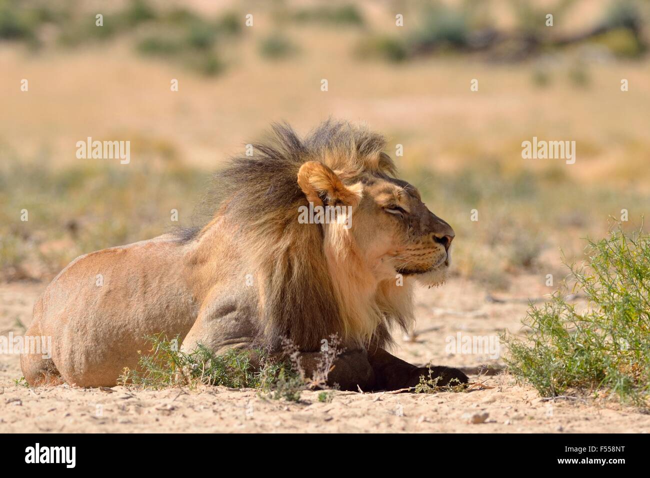 Lion (Panthera leo), sdraiato, Kgalagadi Parco transfrontaliero, Northern Cape, Sud Africa e Africa Foto Stock
