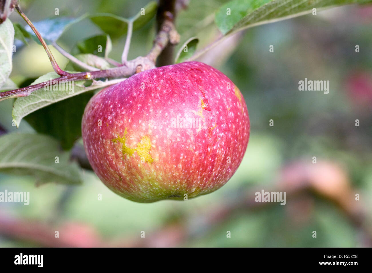 Malus domestica. Apple 'McIntosh' crescendo in un inglese un frutteto. Foto Stock