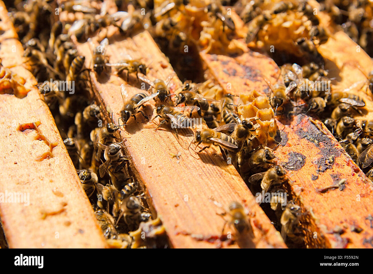Api laboriose, vista ravvicinata della lavorazione le api sul favo di miele. Le api da vicino che mostra alcuni animali e la struttura a nido d'ape. Foto Stock
