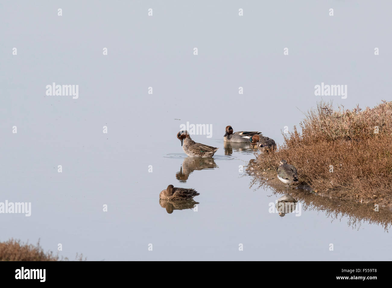 Un piccolo gruppo di maschio e femmina Teal e in acqua a due Tree Island, Essex Foto Stock