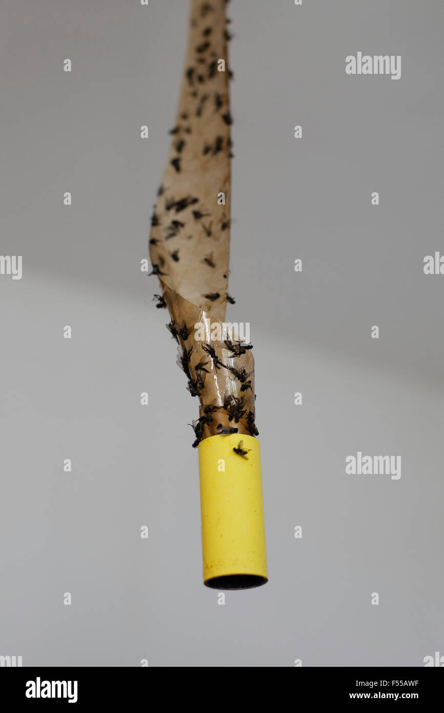 Close-up di mosche morte attaccate su flypaper contro uno sfondo grigio Foto Stock
