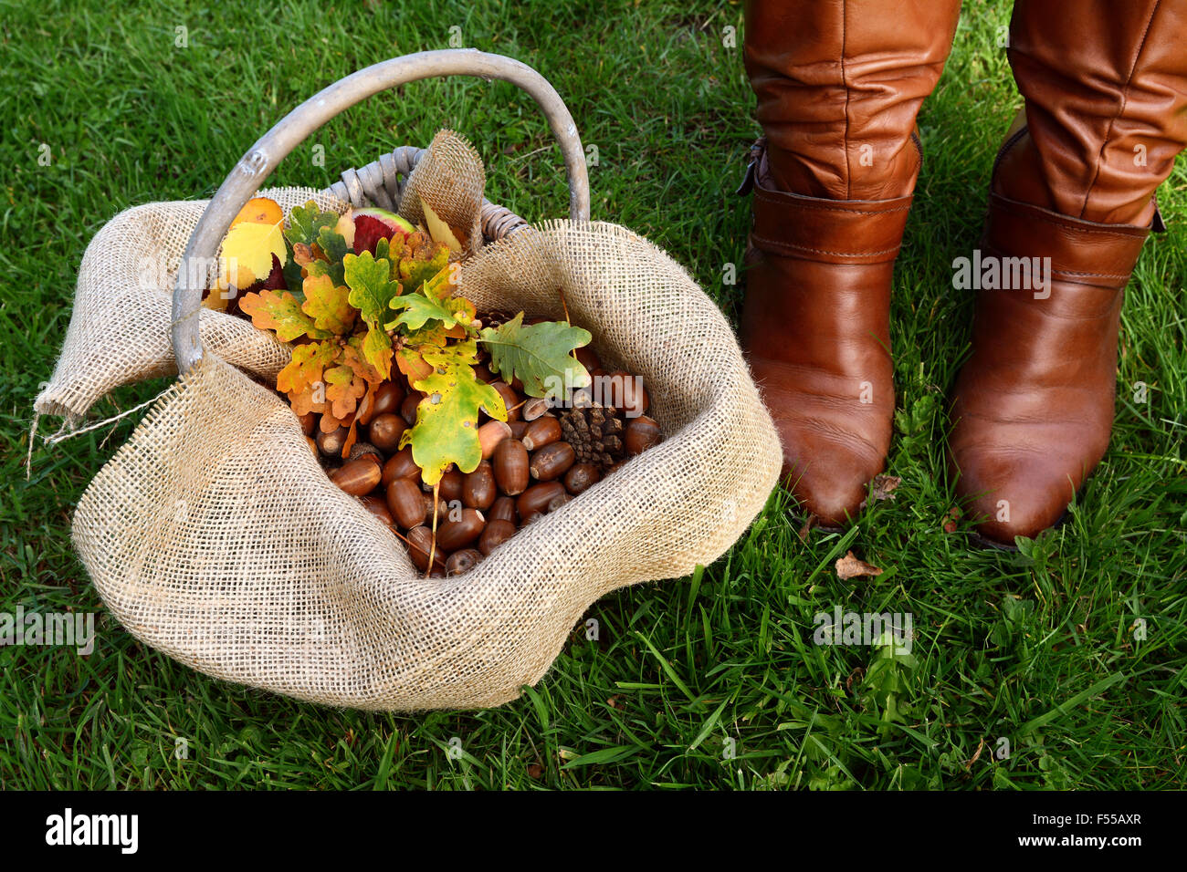 Cesto pieno di ghiande e foglie di quercia accanto a una donna in tan ginocchio marrone stivali alti Foto Stock