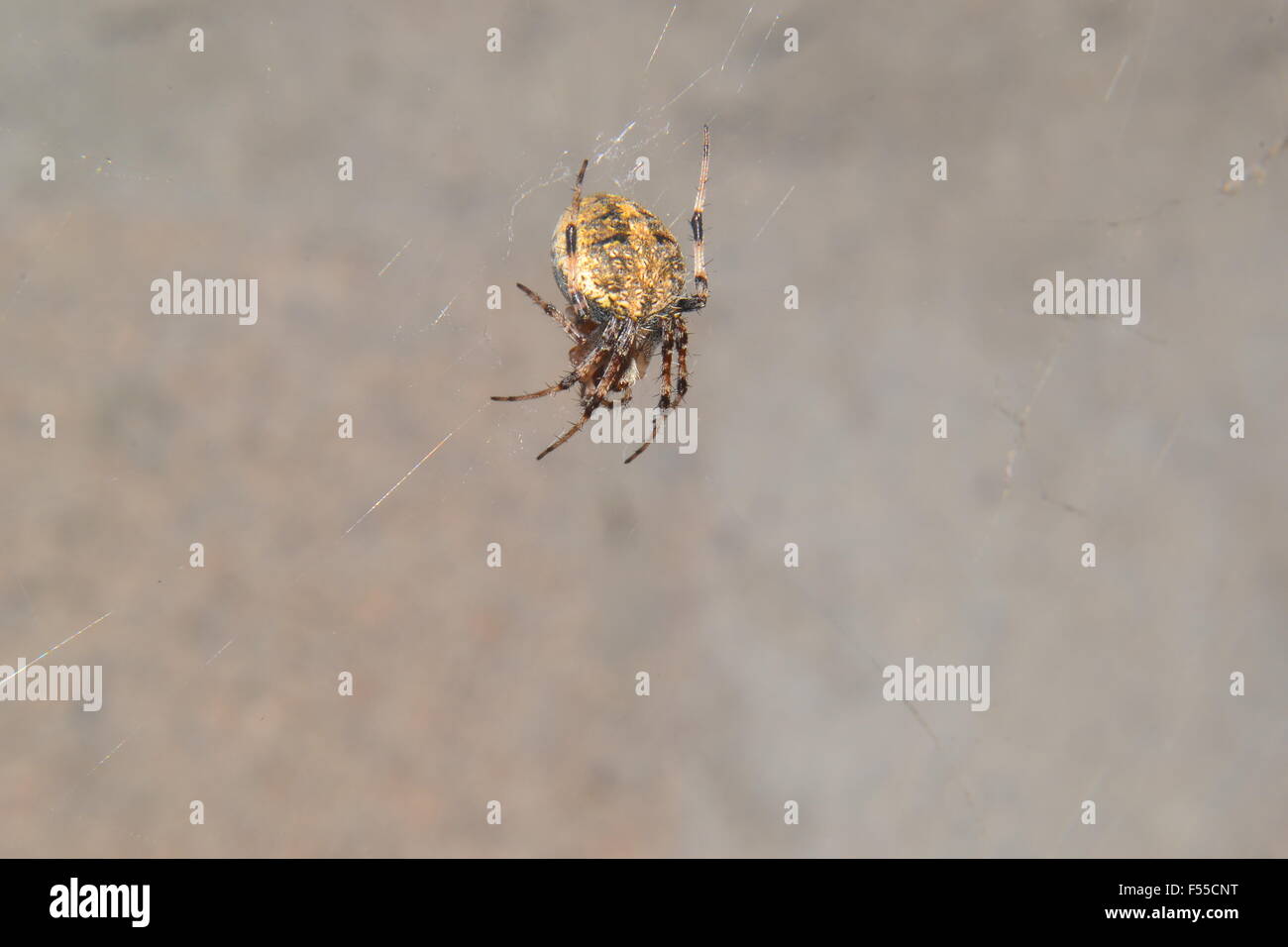 Spider nel web Foto Stock