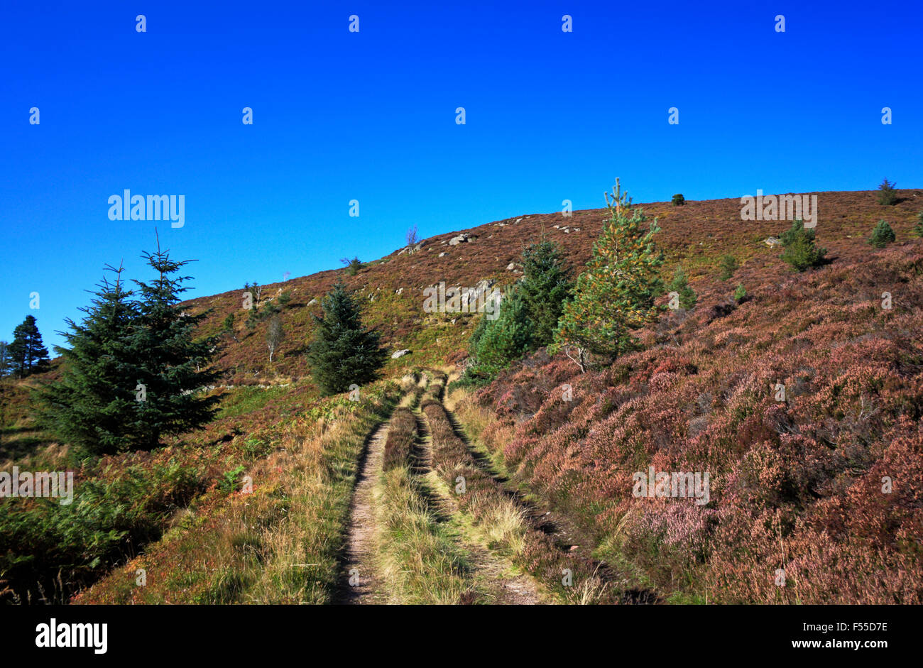 Una via di apertura al heather moorland vicino alla cima della collina di tariffa, vicino a Banchory, Aberdeenshire, Scotland, Regno Unito. Foto Stock