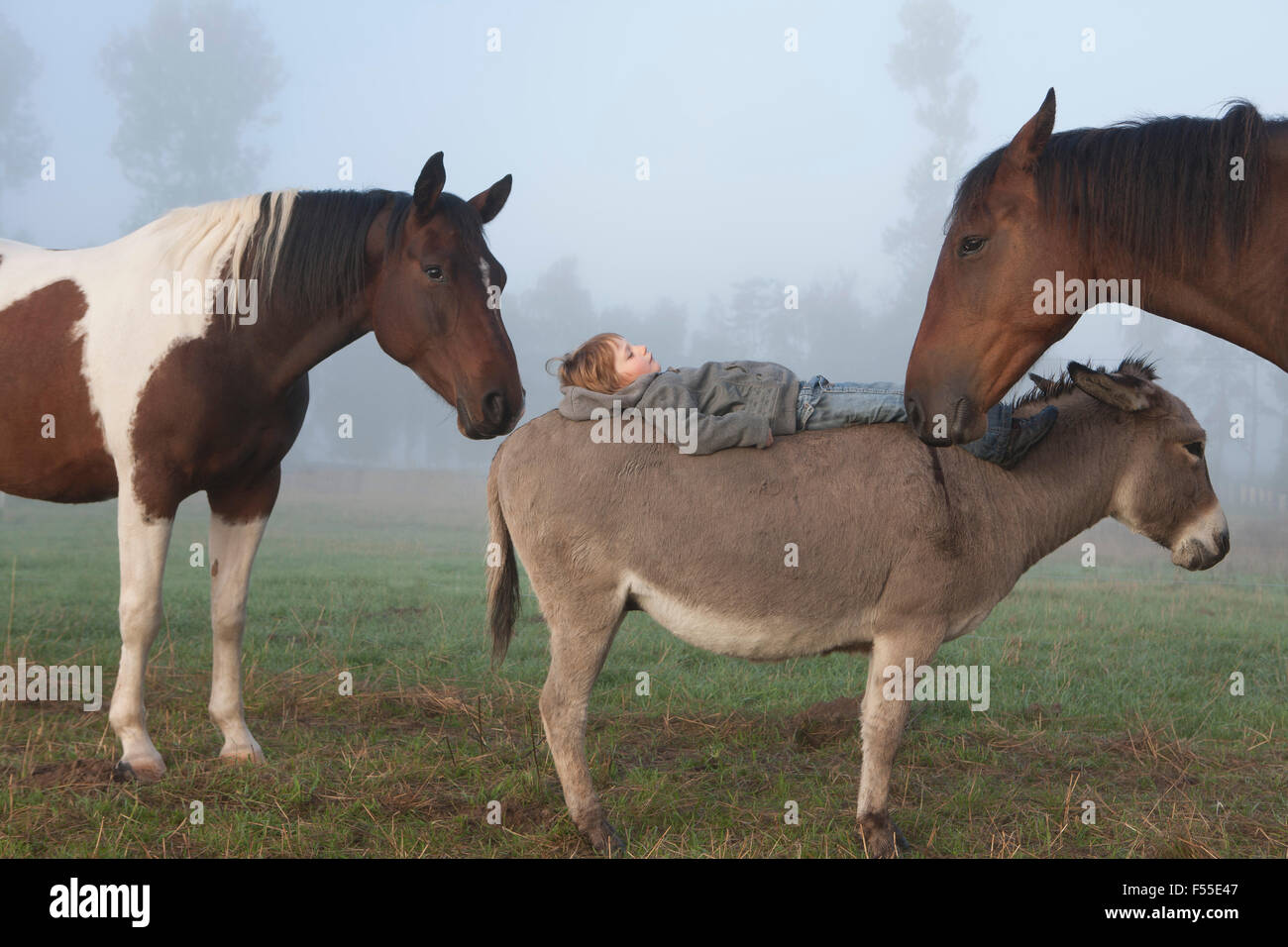 Vista laterale della ragazza distesa su donkey nel mezzo di cavalli sul campo Foto Stock